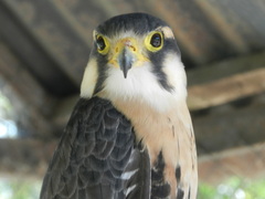 Falco femoralis
