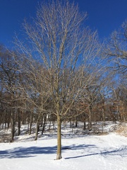 Platanus occidentalis