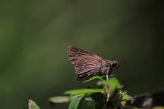 Borbo cinnara