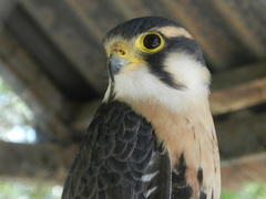 Falco femoralis