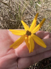 Coreopsis floridana