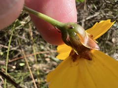 Coreopsis floridana