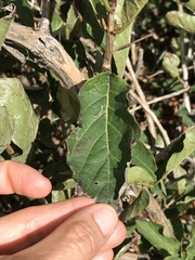 Lonicera alpigena