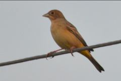 Emberiza bruniceps