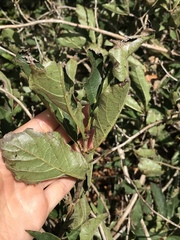 Lonicera alpigena