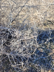 Ceratocarpus arenarius