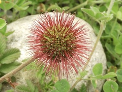 Acaena ovalifolia