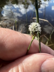 Fuirena scirpoidea