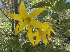 Lilium parryi