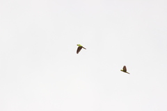 Rhynchopsitta terrisi