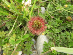 Acaena ovalifolia