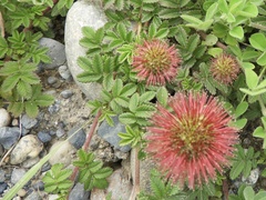 Acaena ovalifolia