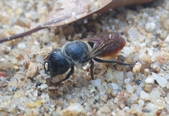 Megachile impressa