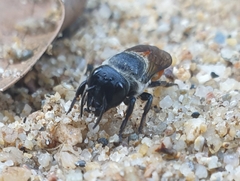 Megachile impressa