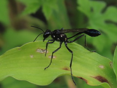 Eremnophila