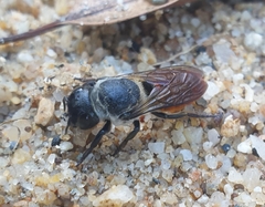 Megachile impressa