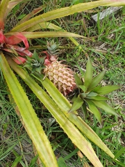 Ananas
