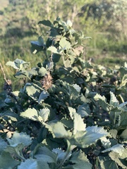 Ambrosia chenopodiifolia
