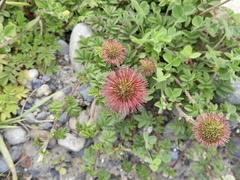 Acaena ovalifolia