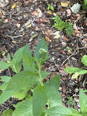 Heliotropium angiospermum