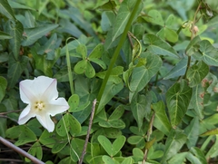 Calystegia purpurata