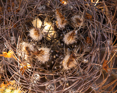 Eriosyce eriosyzoides