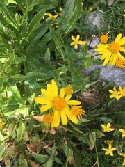 Senecio pyrenaicus