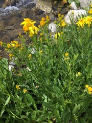 Senecio pyrenaicus