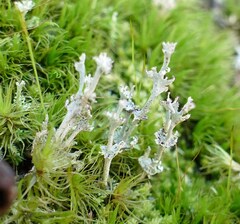 Cladonia rappii