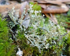 Cladonia rappii