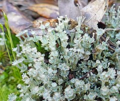 Cladonia rappii