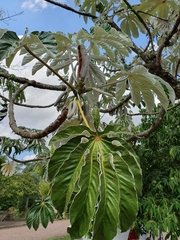 Cecropia pachystachya