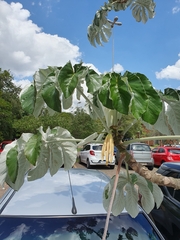 Cecropia pachystachya
