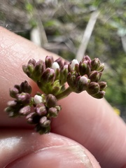 Mitreola