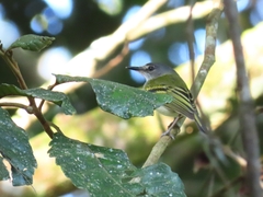 Poecilotriccus sylvia