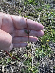 Mitreola