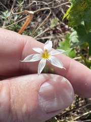 Sisyrinchium albidum