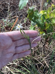 Sisyrinchium albidum