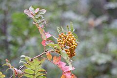 Sorbus scopulina