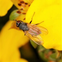 Thricops semicinereus