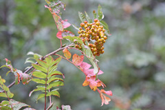 Sorbus scopulina