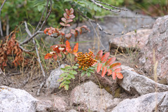 Sorbus scopulina