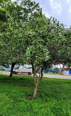 Psidium guajava