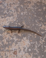 Notomabuya frenata