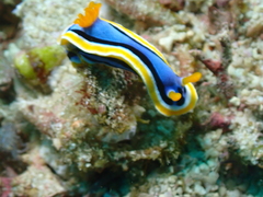 Chromodoris annae