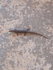 Notomabuya frenata