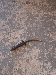 Notomabuya frenata