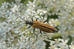 Oedemera