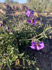 Solanum parishii