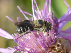 Osmia